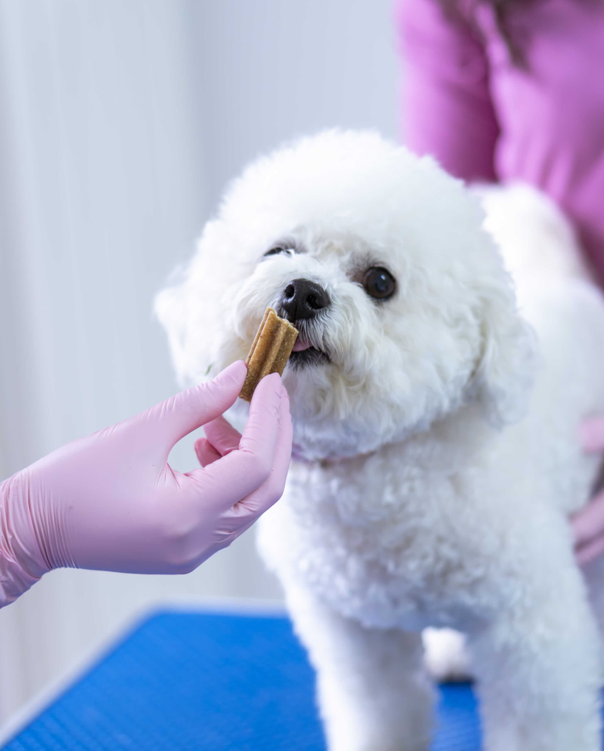 Consultație în cabinetul veterinar Milivet din Cluj-Napoca