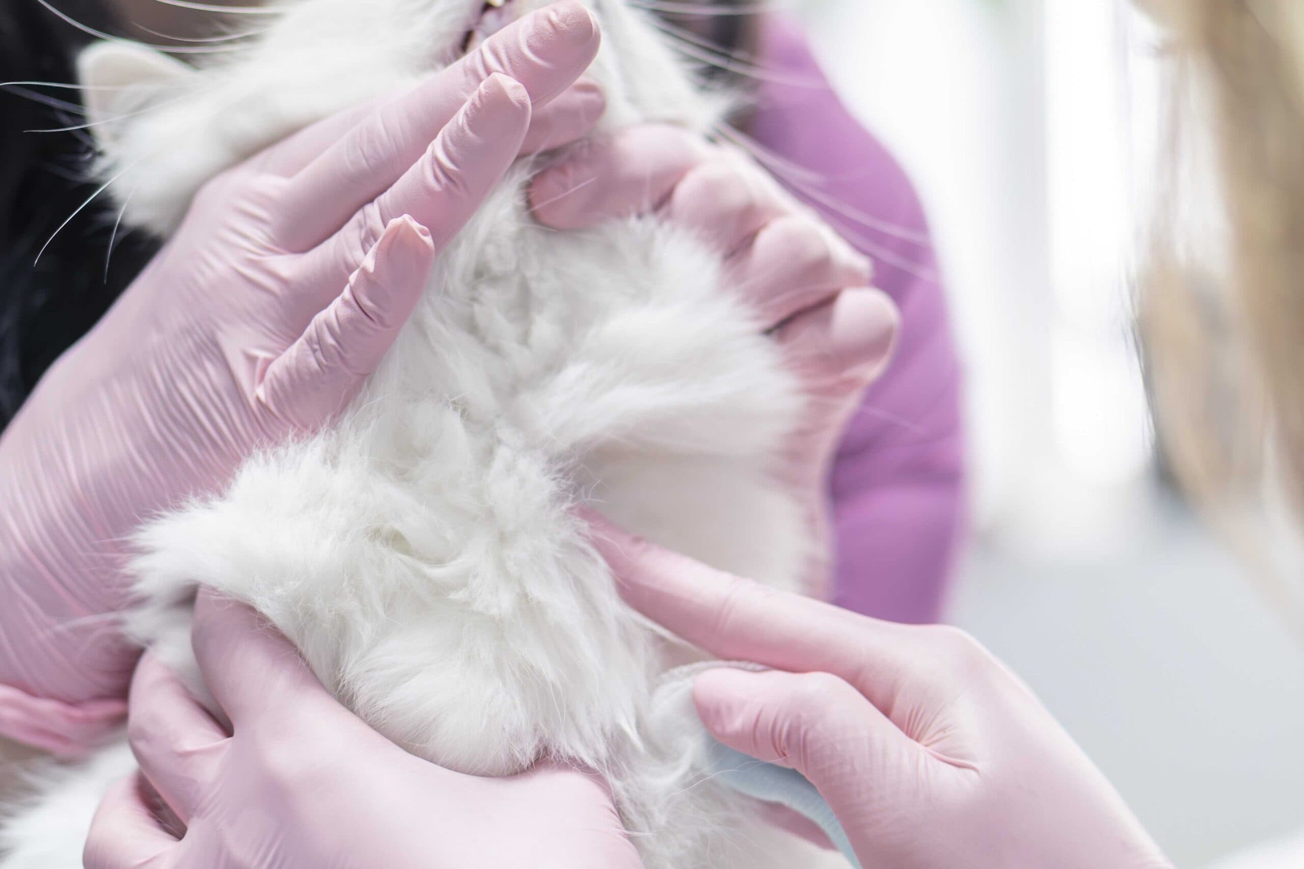 Analize veterinare extinse de laborator