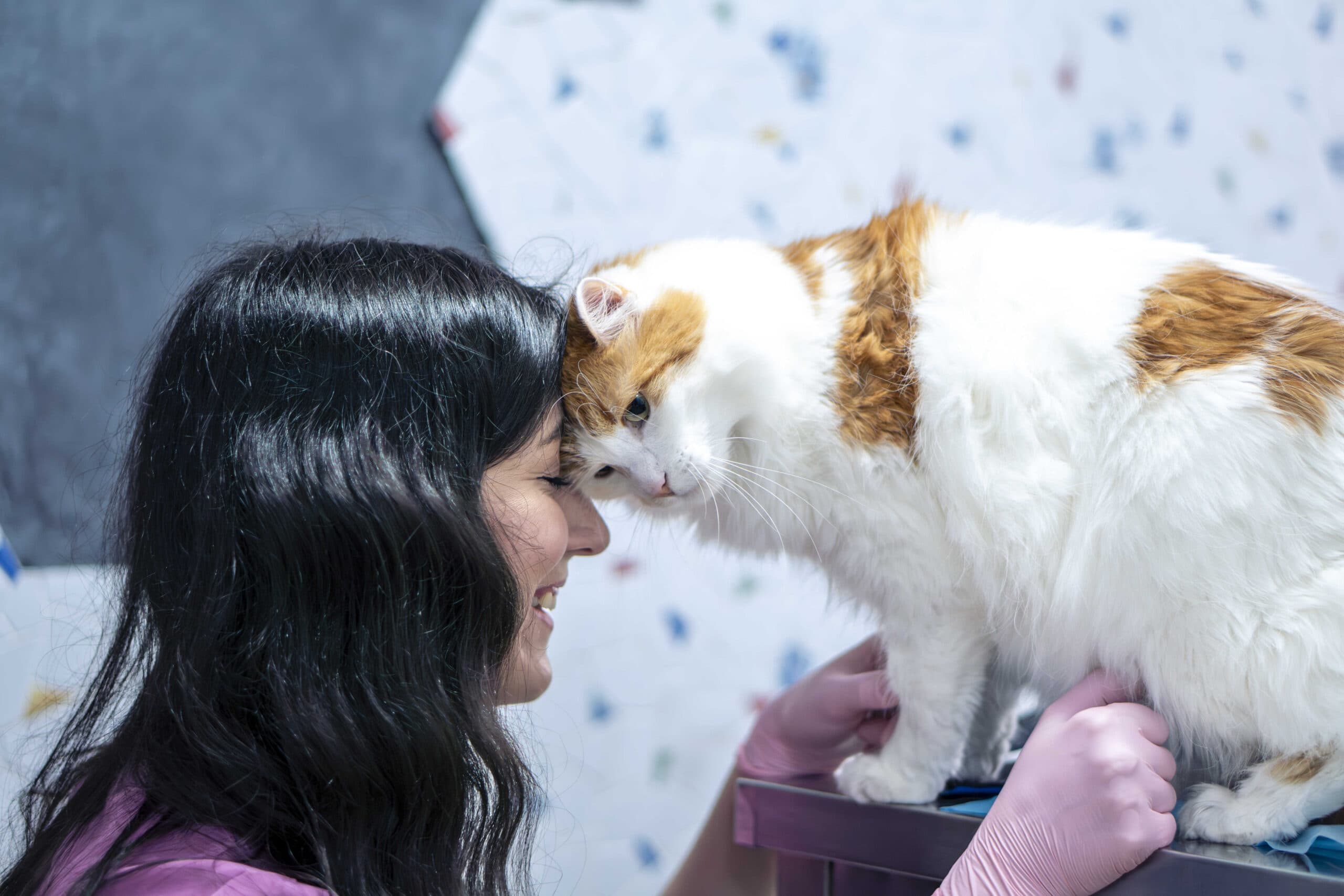 Sala de consultații a cabinetului veterinar Milivet