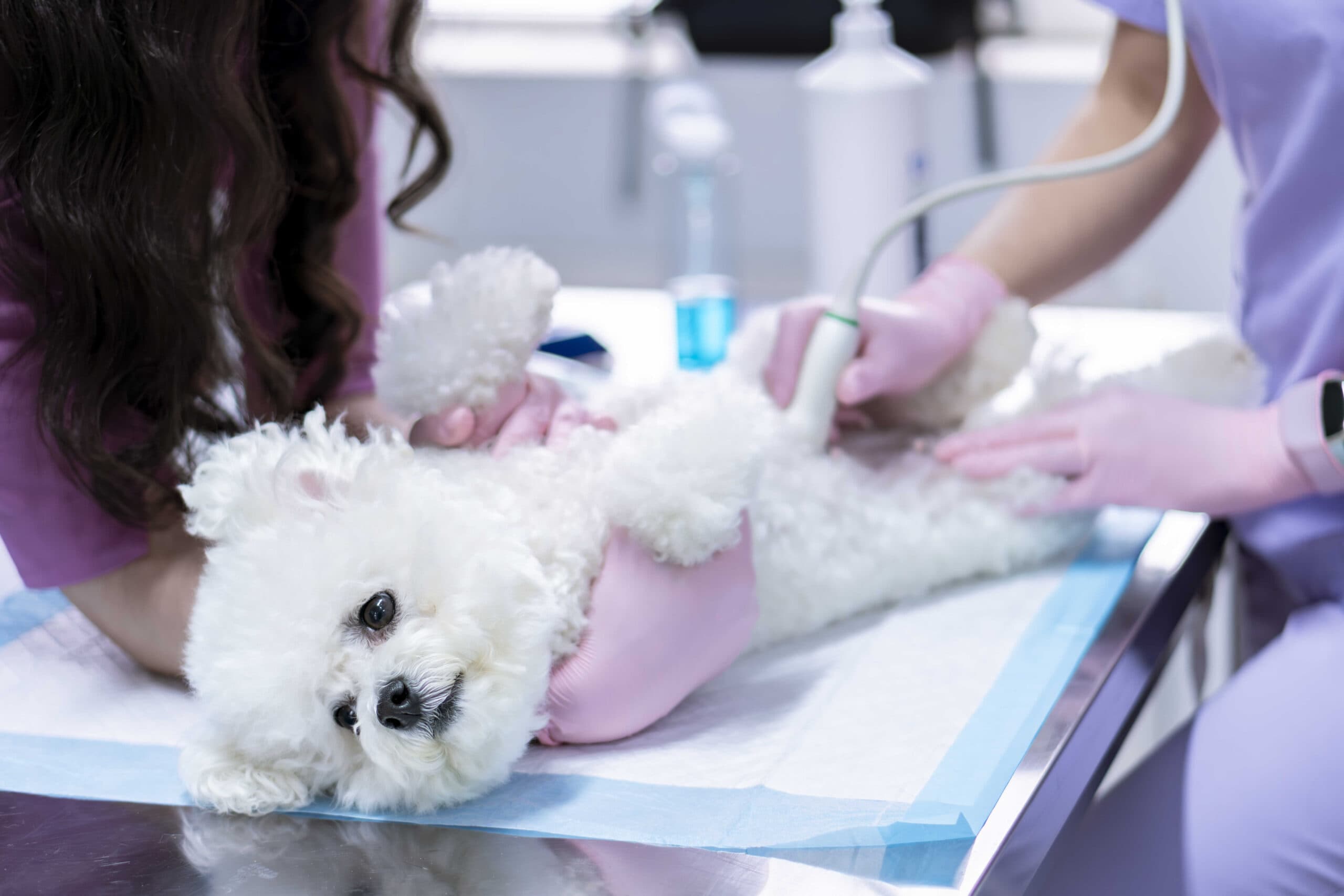 Zonă de lucru din cabinetul veterinar Milivet