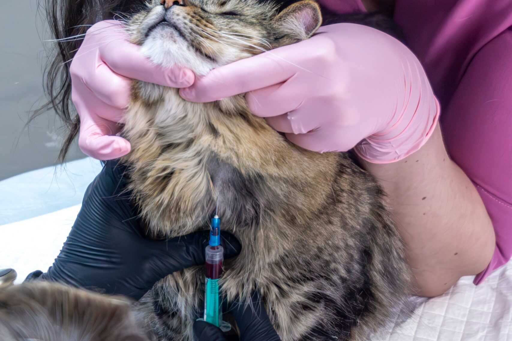 Teste rapide veterinare efectuate în cabinet