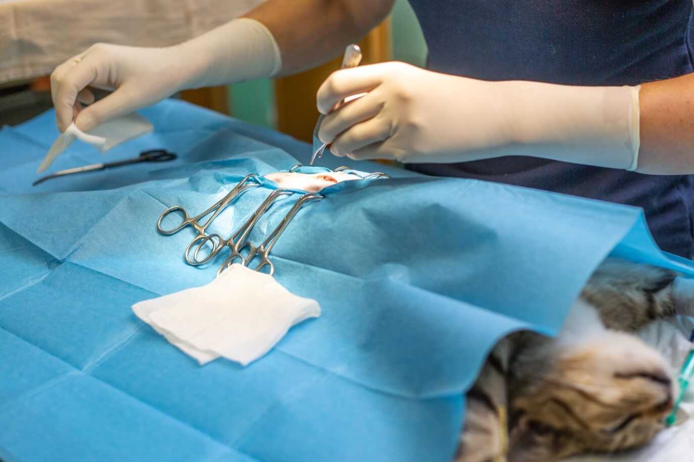 Intervenție chirurgicală veterinară la cabinetul Milivet