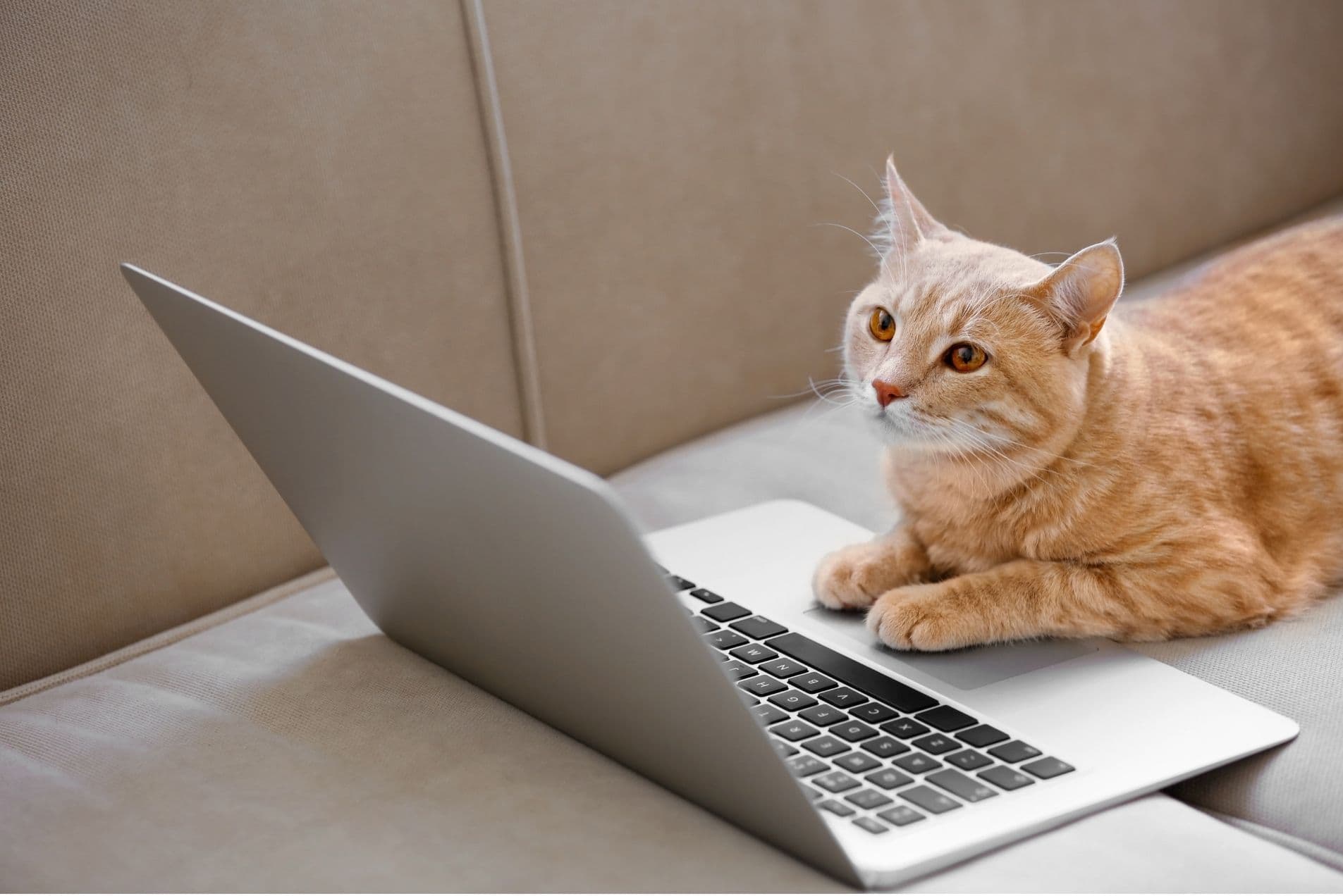 Consultație veterinară online prin videoconferință