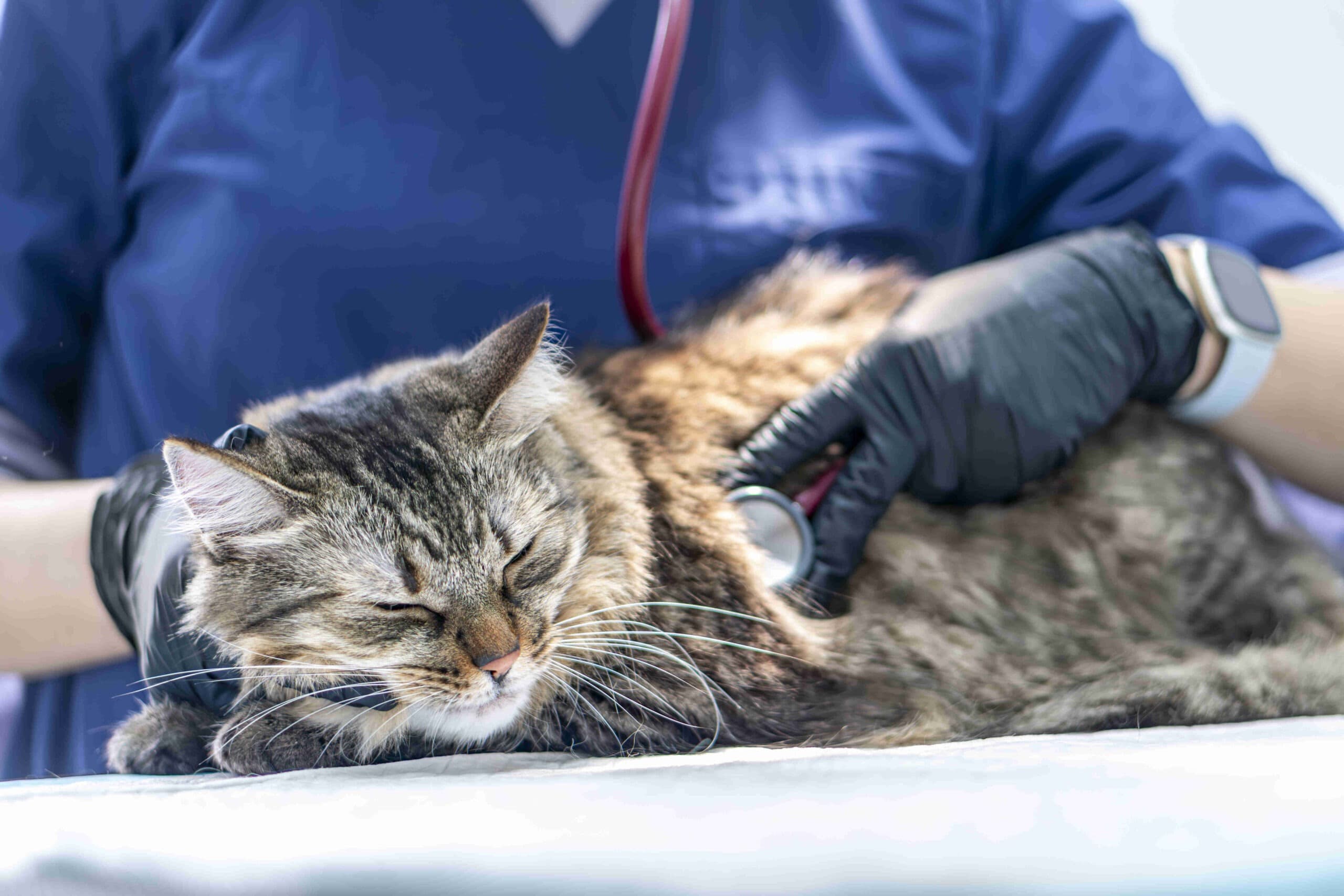 Consultație veterinară de rutină la cabinetul Milivet din Cluj-Napoca