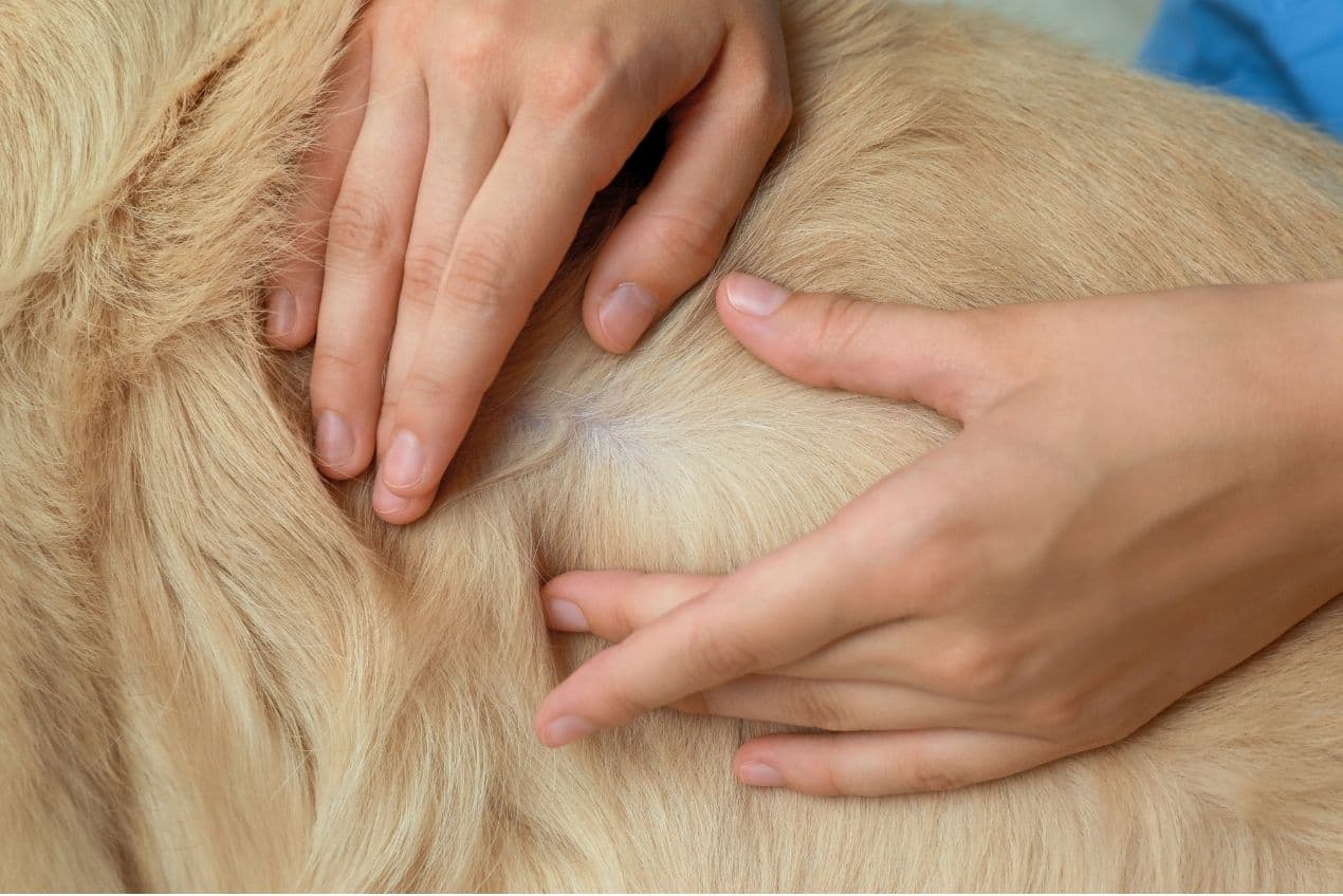 Consult dermatologic veterinar