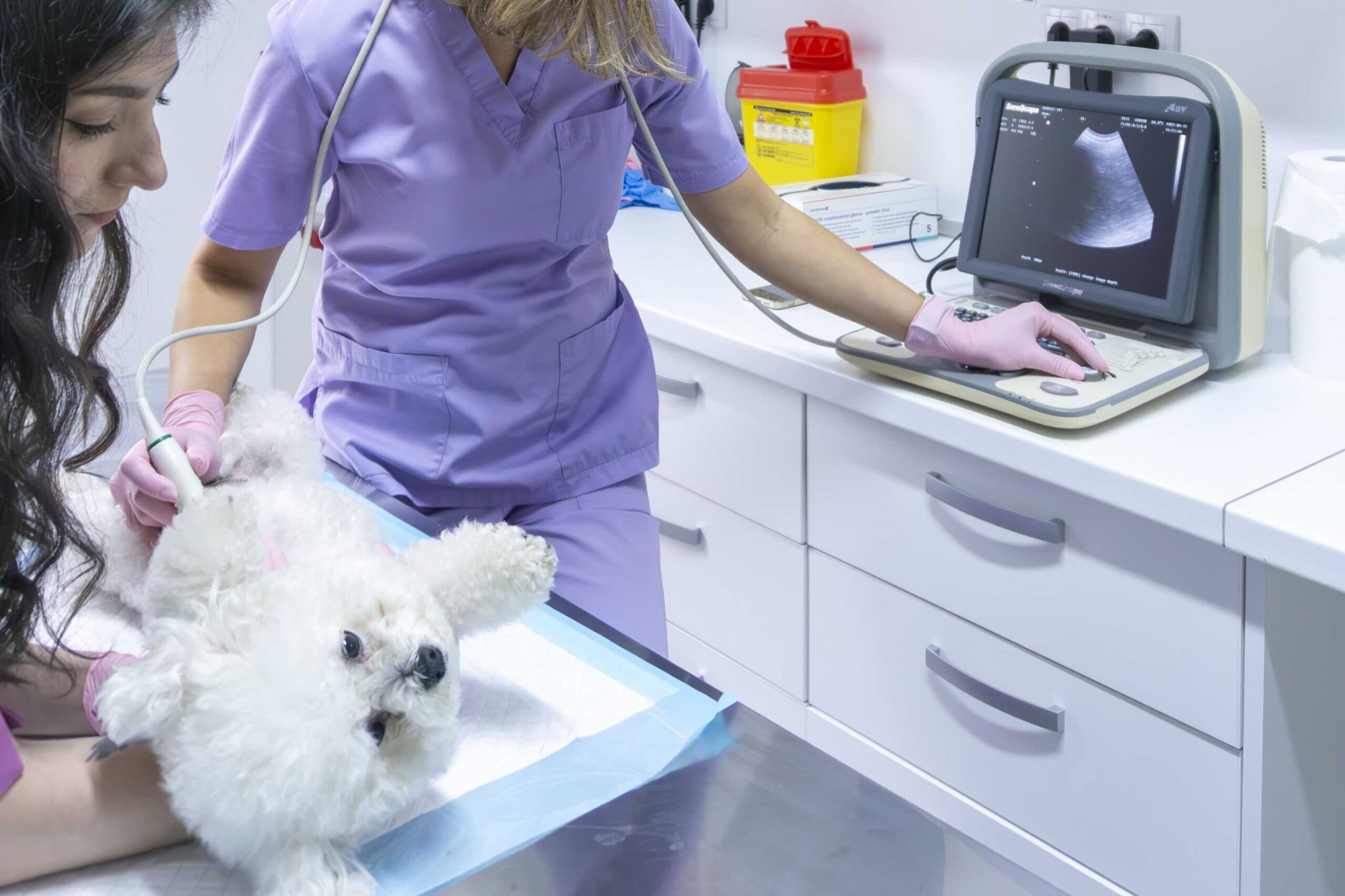Examinare ecografică veterinară la cabinetul Milivet
