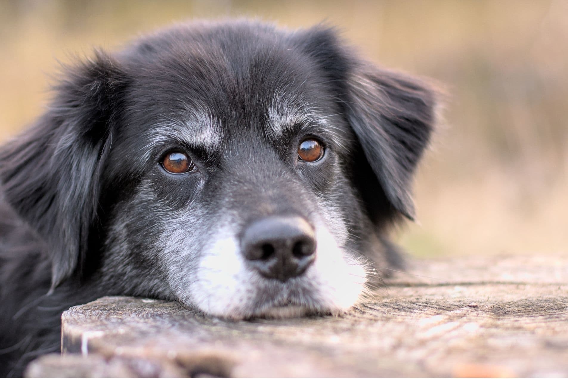 Îngrijire veterinară pentru animale vârstnice