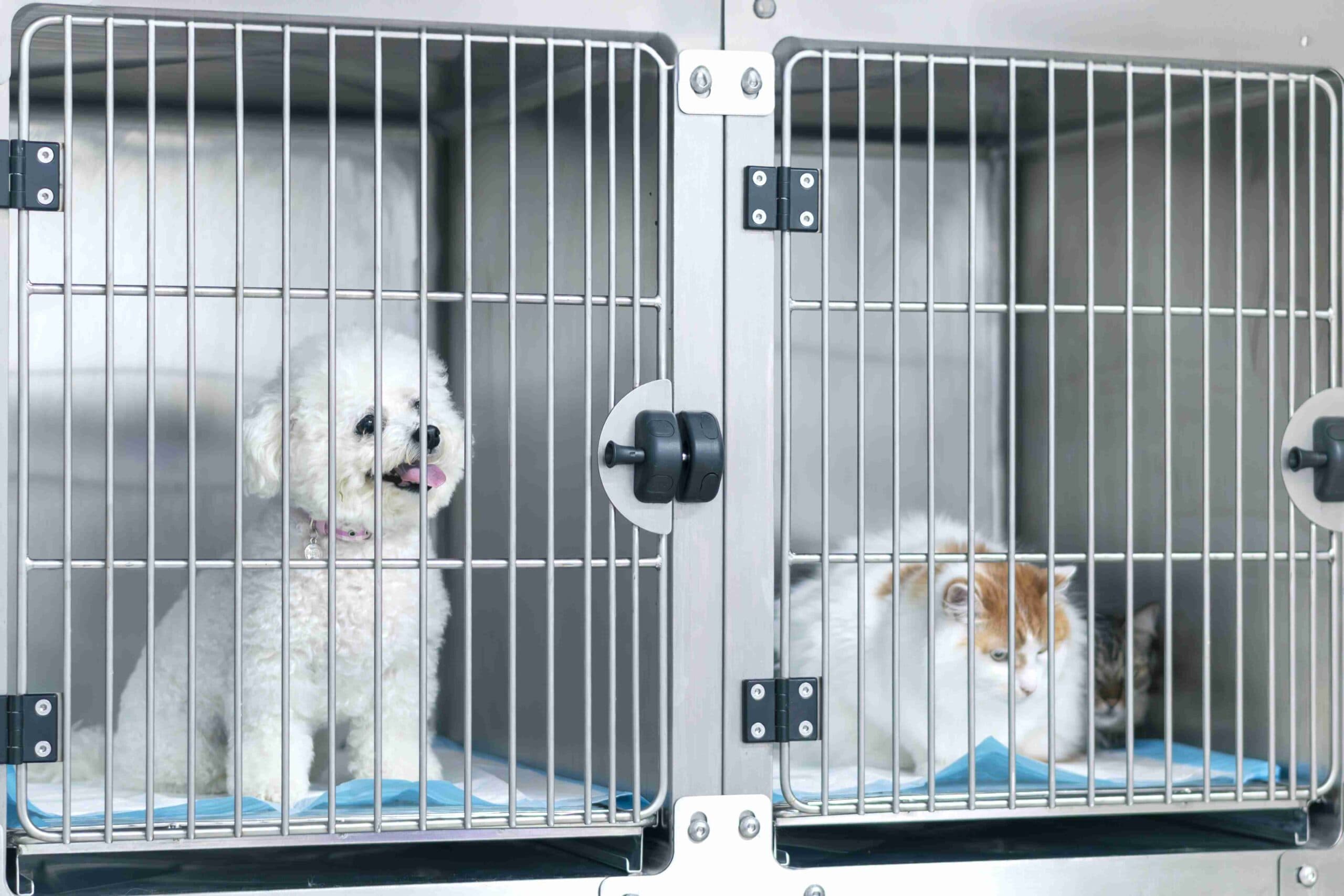Zona de internare a cabinetului veterinar Milivet