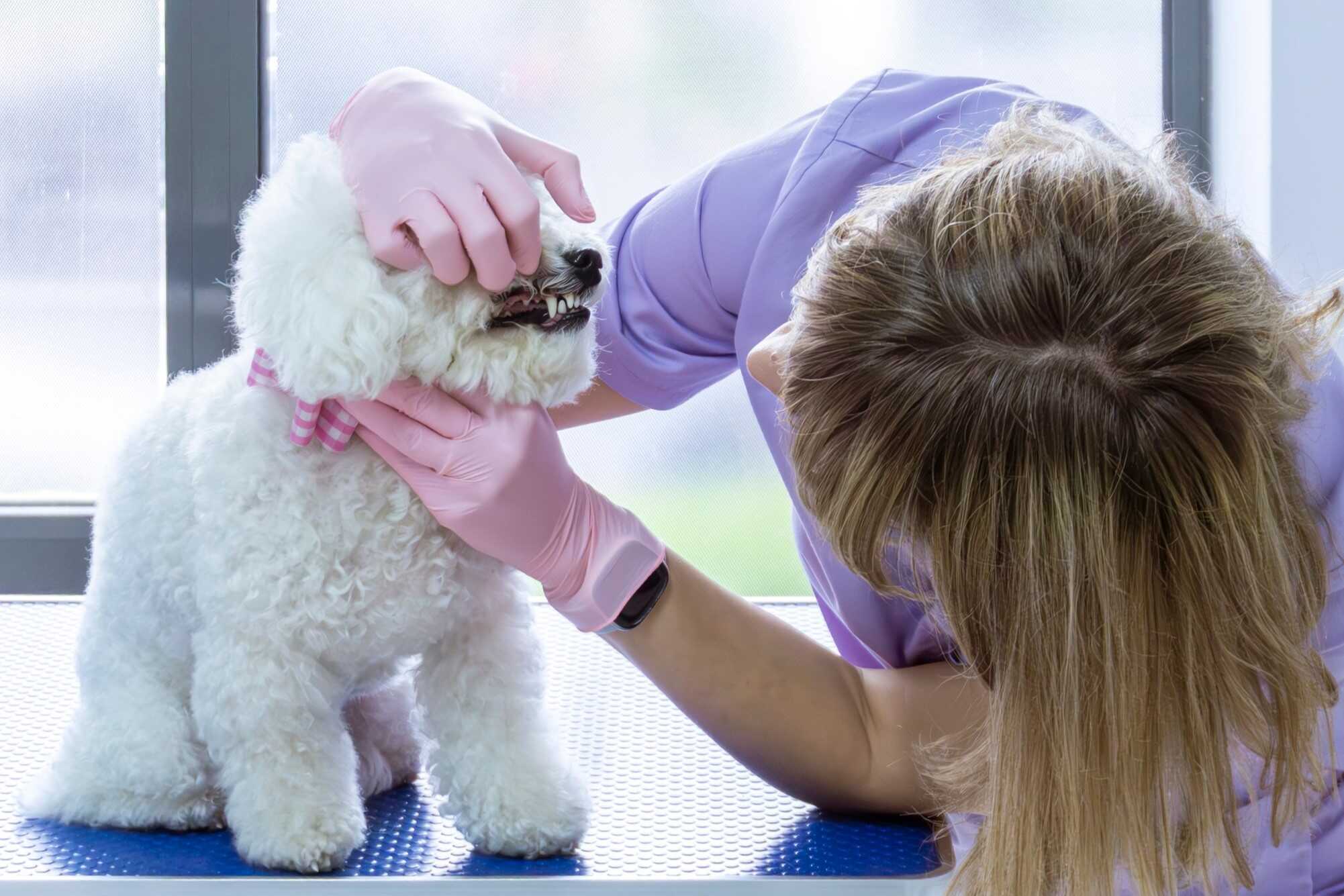 Tratament stomatologic veterinar