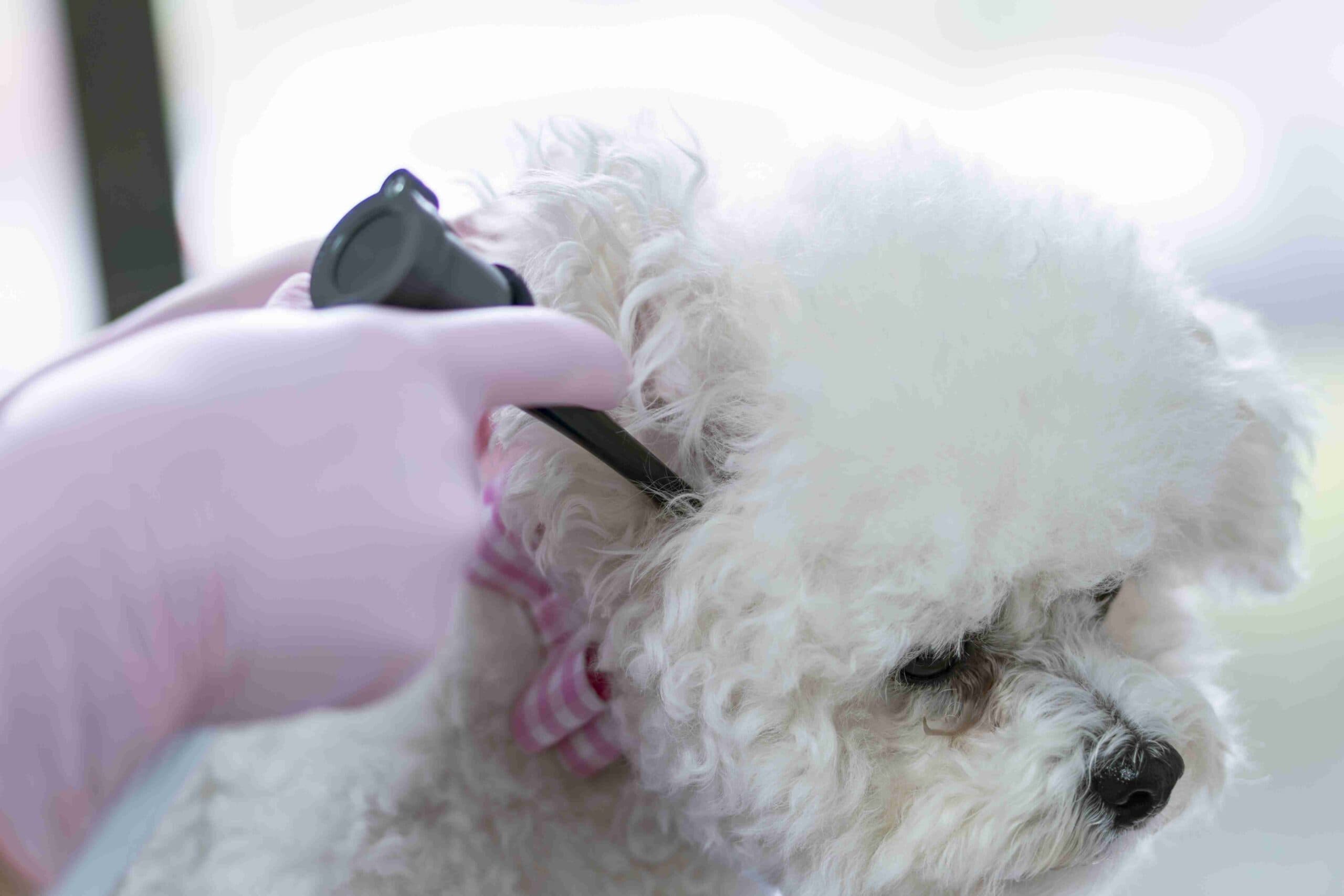 Toaletaj veterinar — îngrijirea urechilor și unghiilor