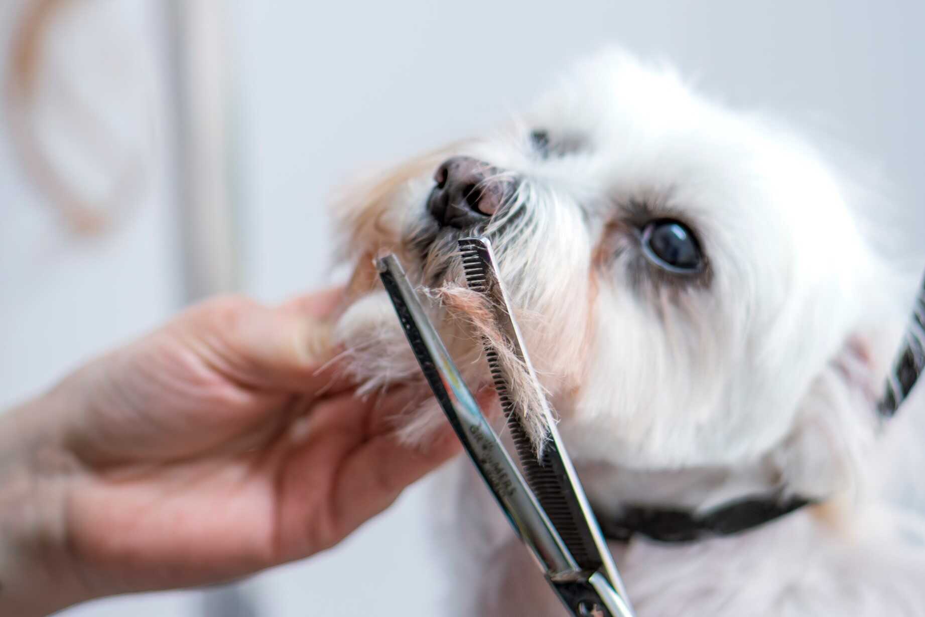 Tuns igienic canin la cabinetul veterinar Milivet