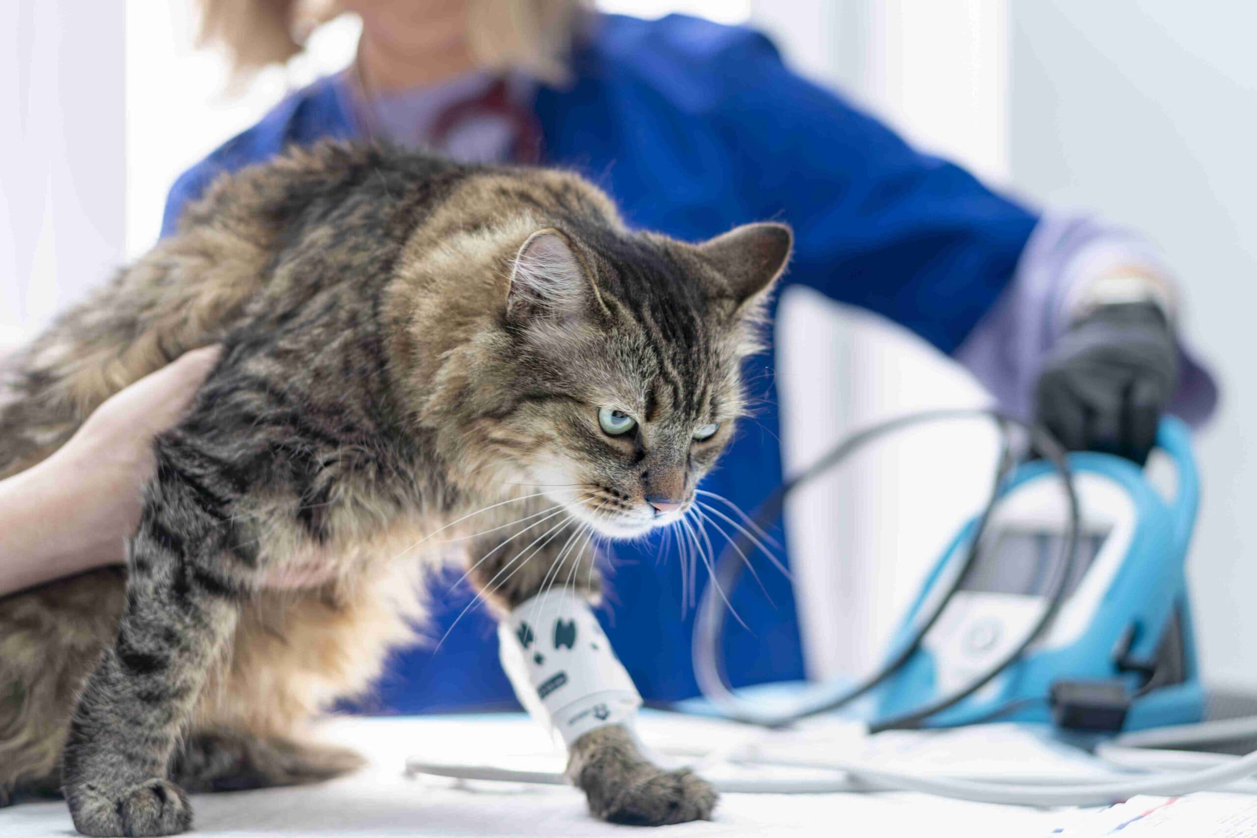 Îngrijire veterinară de urgență la cabinetul Milivet