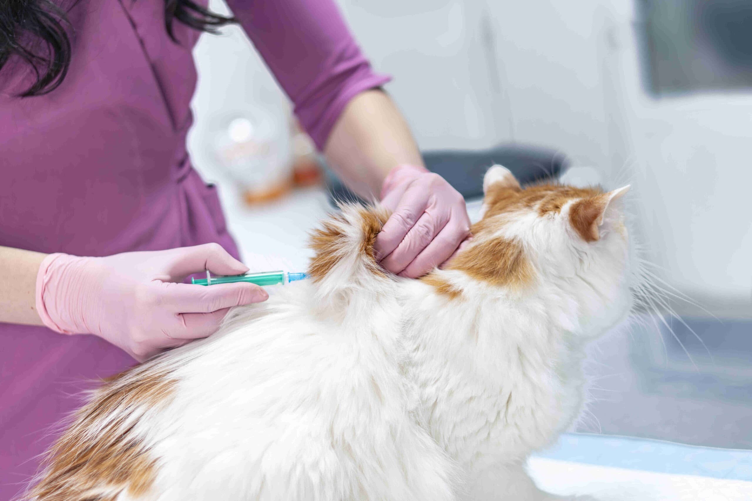 Vaccinare la cabinetul veterinar Milivet din Cluj-Napoca
