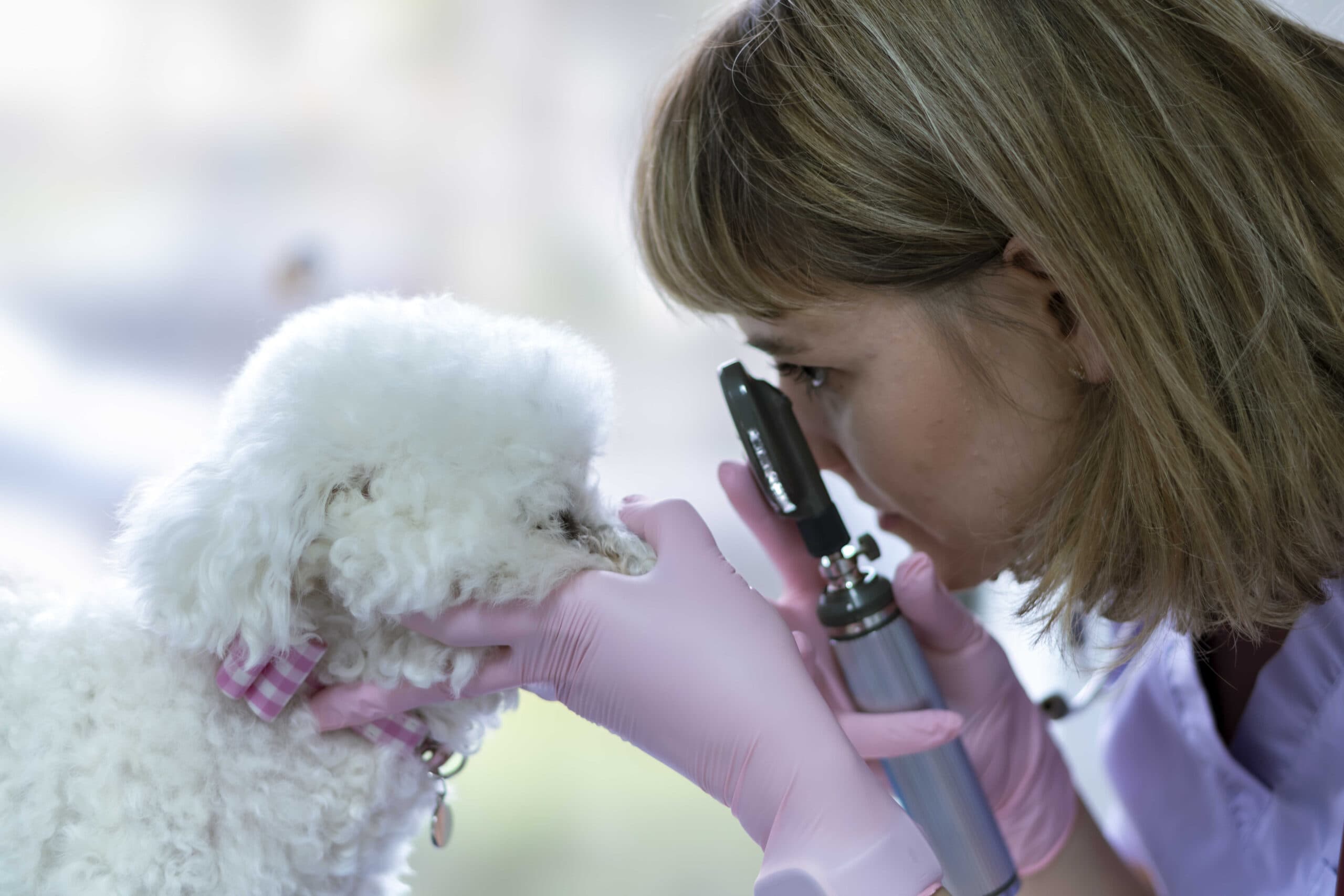 Medic veterinar Milivet în timpul unei investigații